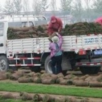 石家莊草坪；草坪價格