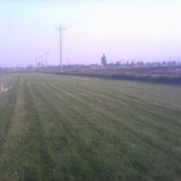 常年出售超性價(jià)比早熟禾草坪