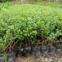 福建春羽, 福建漳州彩葉竹芋, 福建漳州金邊龍舌蘭, 漳州旅人蕉