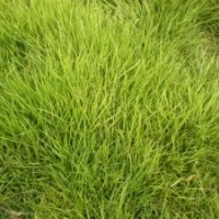 大量供應(yīng)優(yōu)質(zhì)馬尼拉草坪