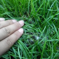 濰城草坪-寒亭草坪-坊子草坪-奎文草坪