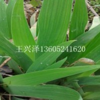 江蘇10--40公分高鳶尾工程苗銷售