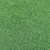 自產(chǎn)自銷天堂草（大量）