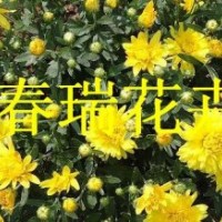 國(guó)慶菊，雞冠花，千頭菊