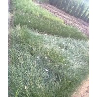 出售韭菜蘭，蔥蘭，麥冬草，蘭花江西省唯一的一家供貨商