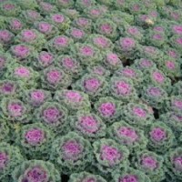 羽衣甘藍(lán)批發(fā) 山東羽衣甘藍(lán)供應(yīng)商 葉牡丹羽衣甘藍(lán)商家