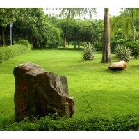 供應(yīng)苗木草皮-馬尼拉、百慕大、四季青、高羊茅、黑麥草坪 草皮