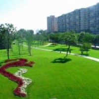 供應彎葉畫眉草，彎葉畫眉草種子，彎葉畫眉草基地，沭陽彎葉畫眉