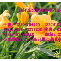 批發(fā)草花|大量金娃娃萱草|金娃娃萱草價(jià)格|金娃娃萱草簡(jiǎn)介|