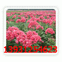 福祿考 金雞菊 地被菊 馬蘭 馬蓮 大花秋葵