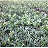 供應細葉十大功勞，十大功勞，小葉十大功勞，狹葉十大功勞