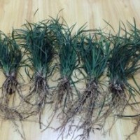 基地直銷麥冬草，歡迎前來基地考察購買！