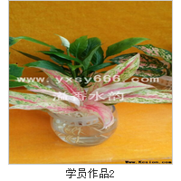 山東哪里有水培花