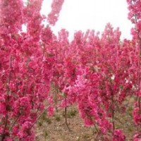 紅寶石海棠多少錢(qián)一顆,遼寧紅寶石海棠,冀鑫(多圖)