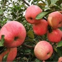 蘋果苗木、山東蘋果苗、旭昇園藝場(查看)