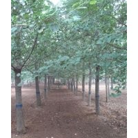 山東銀杏綠化工程苗_銀杏綠化工程苗_銘園銀杏(多圖)