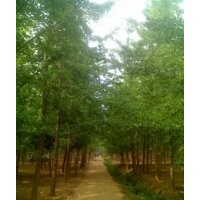 山東銀杏樹(shù)價(jià)格,鑫苑銀杏,山東銀杏樹(shù)價(jià)格多少