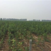 歐洲紅櫟、美彩楓、歐洲紅櫟供應(yīng)