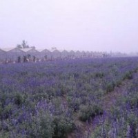 濰坊薰衣草_愛(ài)萍花卉苗木_薰衣草基地