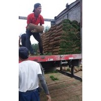 優(yōu)質(zhì)高羊茅草坪出售