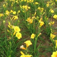 山東宿根花卉批發(fā)_山東宿根花卉_君誠(chéng)花卉苗木(圖)