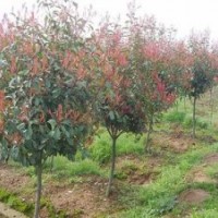 宿遷四秀苗木(圖),法國冬青批發(fā),常州法國冬青