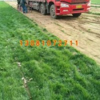 河北草坪價(jià)格