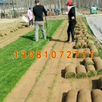 河北高羊茅草坪