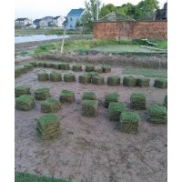 寧波余姚市農(nóng)戶基地直銷馬尼拉綠化草皮