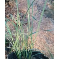 花海建設(shè)粉熏亂子草批發(fā)基地