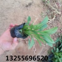 金雞菊價(jià)格 金雞菊批發(fā)基地 金雞菊花期 金雞菊照片 金雞菊開(kāi)花