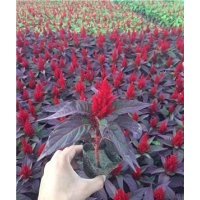 雞冠花批發(fā) 供應(yīng)雞冠花 雞冠花花期 雞冠花品種大全 雞冠花價格