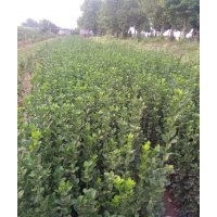 北海道黃楊圖片 北海道黃楊批發(fā) 北海道黃楊規(guī)格 北海道黃楊價格