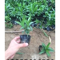 假龍頭批發(fā) 假龍頭價(jià)格 假龍頭花期 供應(yīng)假龍頭