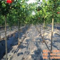 四川石榴樹苗,德豐農(nóng)場,石榴樹苗報價
