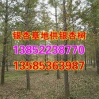 銀杏基地、興隆銀杏、全國銀杏基地