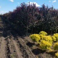 銷(xiāo)售草坪、金葉榆、山桃稠李、紫葉李
