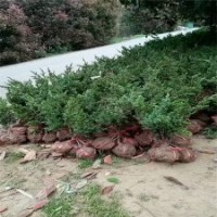 60公分地柏只賣1.6元，江蘇貨源