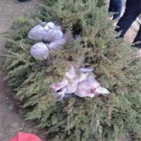 30公分高地柏小苗的價格是1元