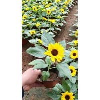 供應(yīng)10-30公分向陽花 山東地區(qū)