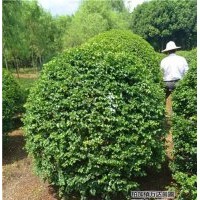 10cm高桿女貞價格、女貞、萬達(dá)苗圃(圖)