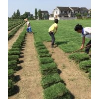 中華結(jié)縷草