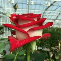 供應：玫瑰苗，大花月季苗，等花卉種苗。