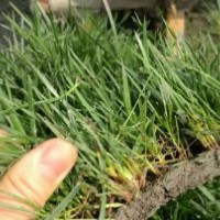 高羊茅黑麥草混播草皮 工程綠化草坪草