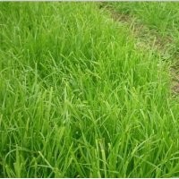 宿遷祝東苗木場供應庭院工程園林護坡高羊茅草坪