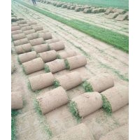 早熟禾，四季青，高羊茅，剪股穎，果嶺草，各種混播