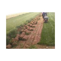 供應(yīng)草坪卷