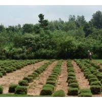 各類草坪火銷中