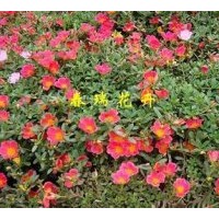 供應(yīng)太陽(yáng)花，馬齒莧，半枝蓮