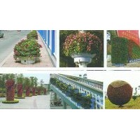 供應(yīng)：一串紅、牽?；?、雞冠花、萬(wàn)壽菊、菊花、金盞菊